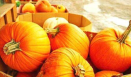 吃瓜南瓜被爆料视频大全,娱乐圈幕后真相全曝光